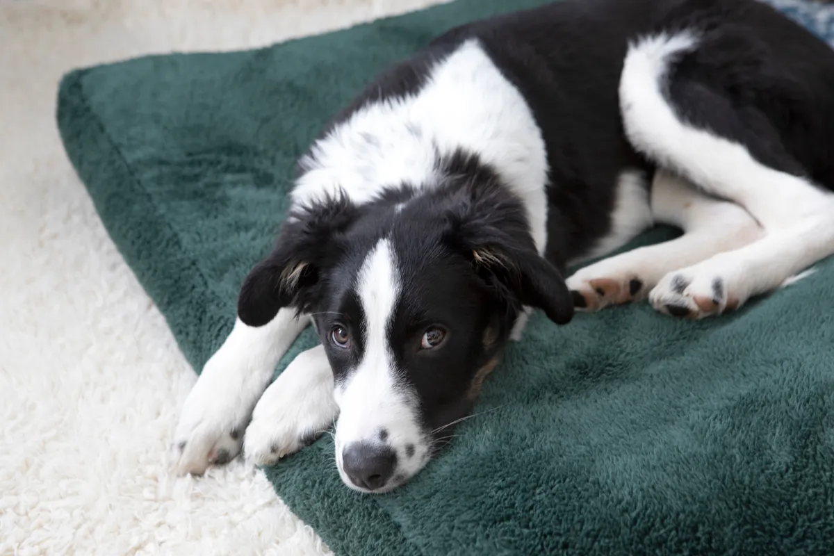 Fuzzy Mattress Bed - Sage