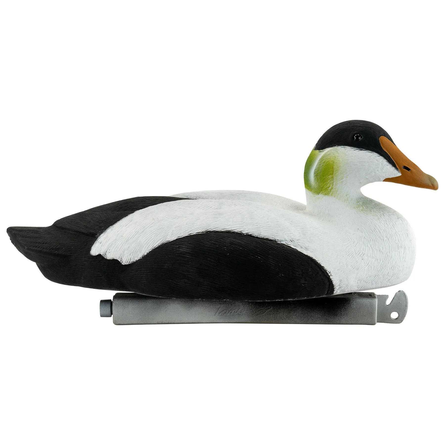 Migration Edition Eider