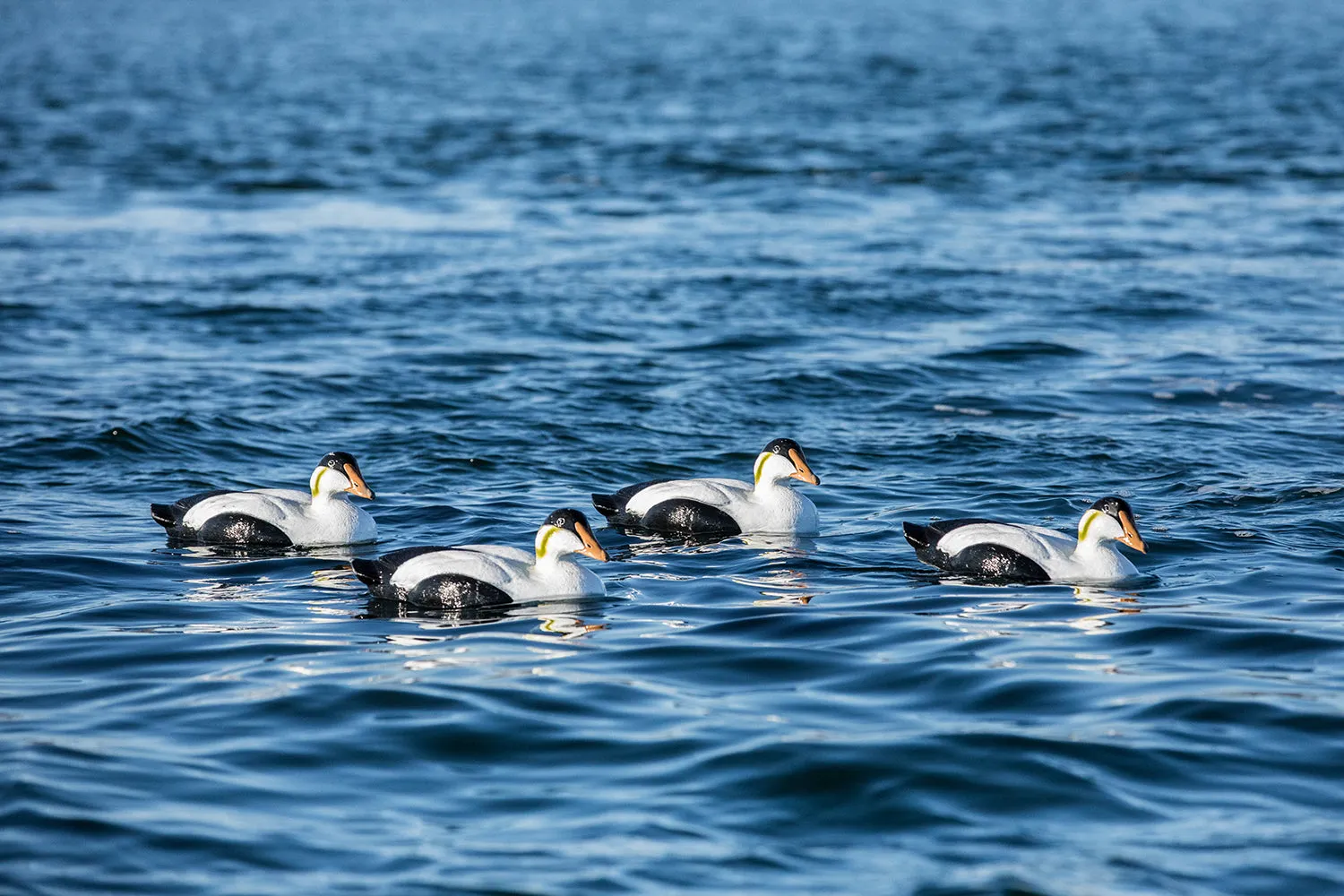Migration Edition Eider