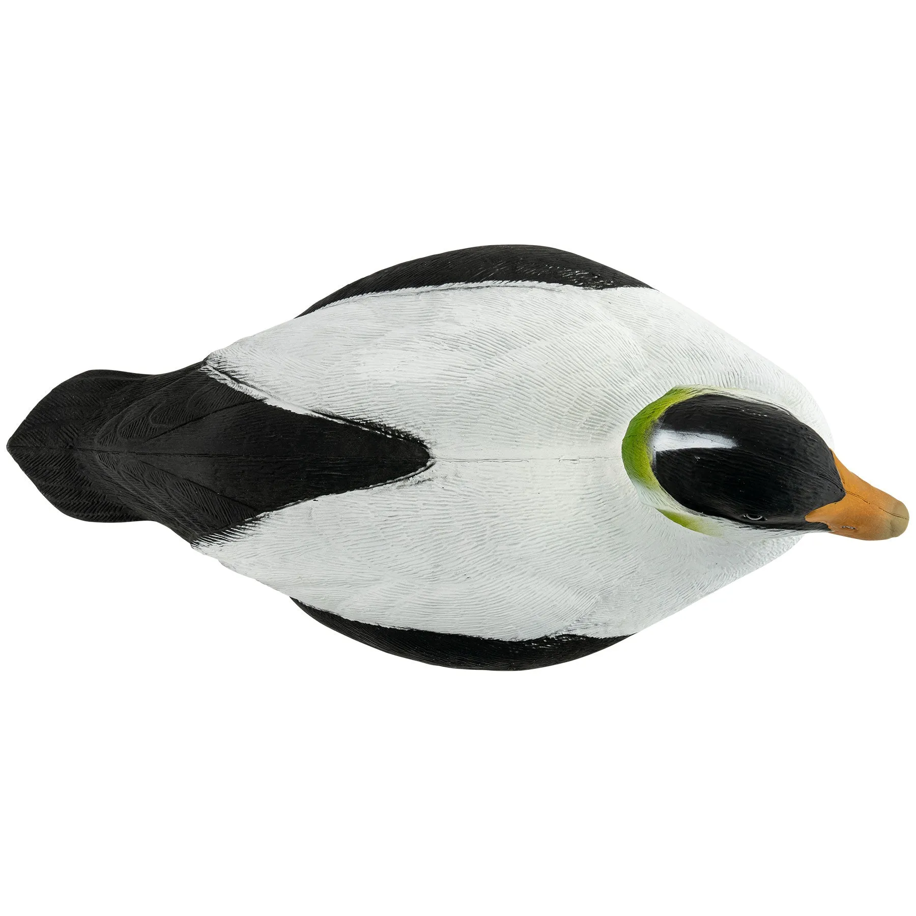 Migration Edition Eider